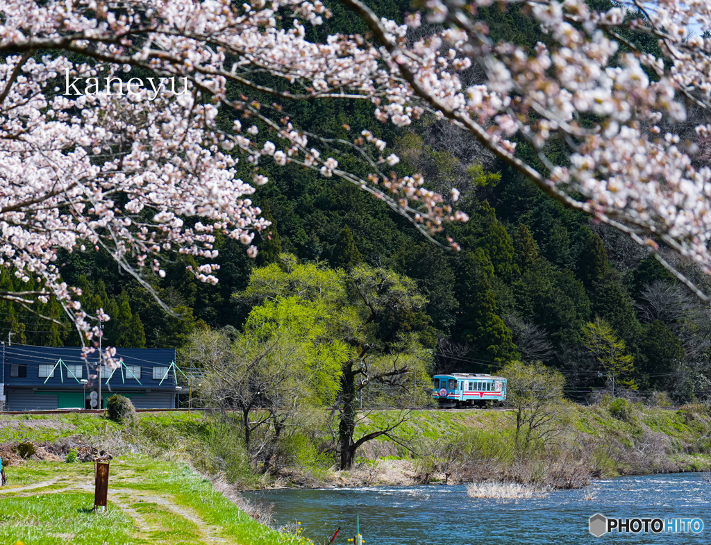 樽見鉄道と桜⑤