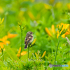 ノビタキ幼鳥②