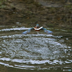 カワセミ