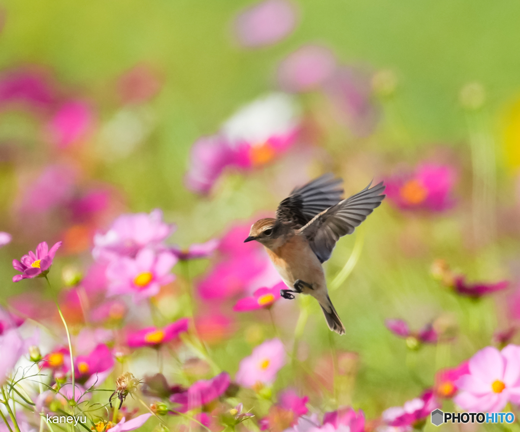 花～～～花に①