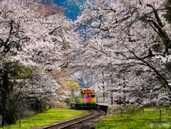樽見鉄道と桜①