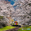 樽見鉄道と桜①