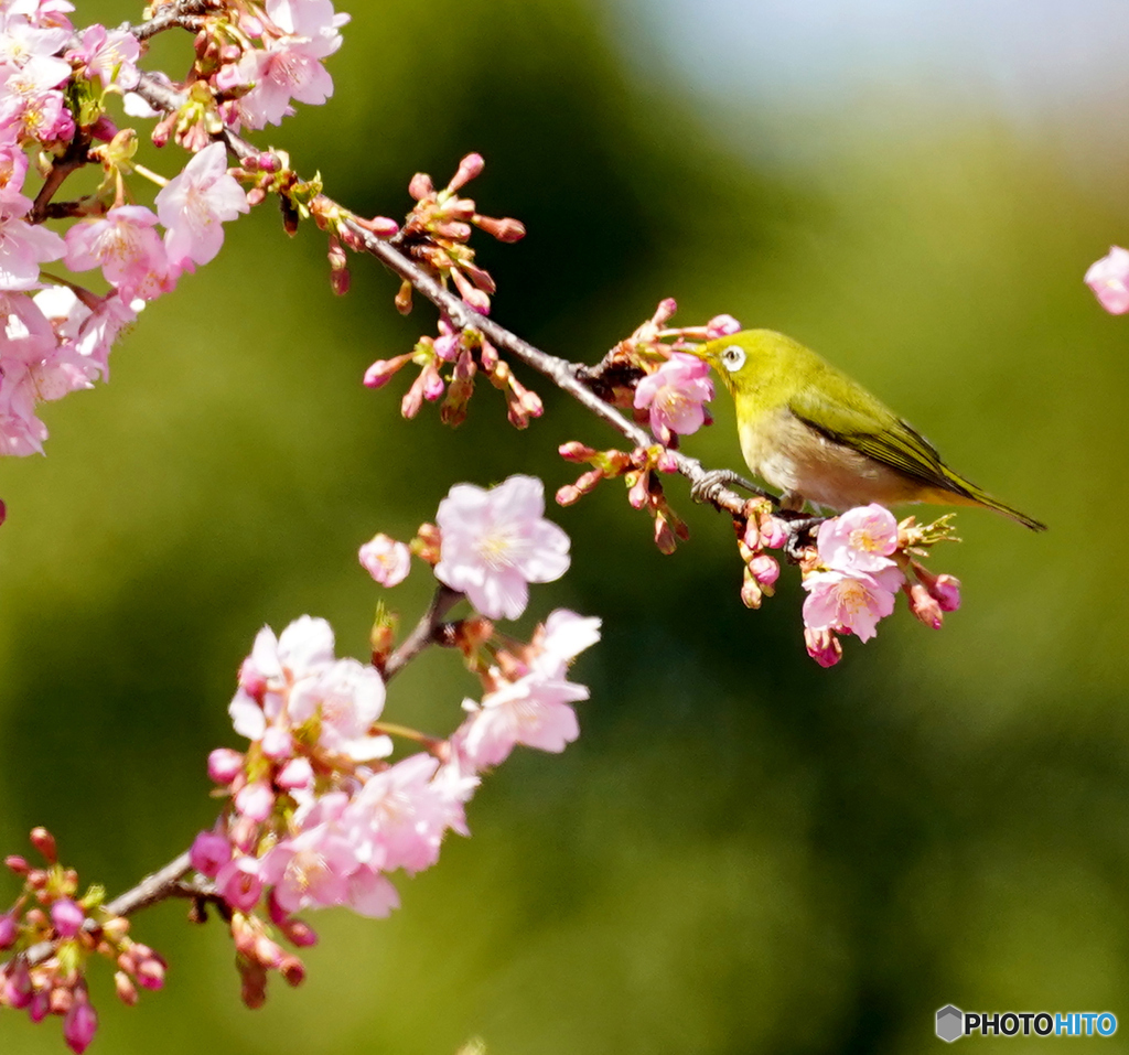 河津桜に揺られて