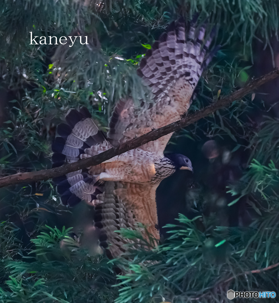 ハチクマ③