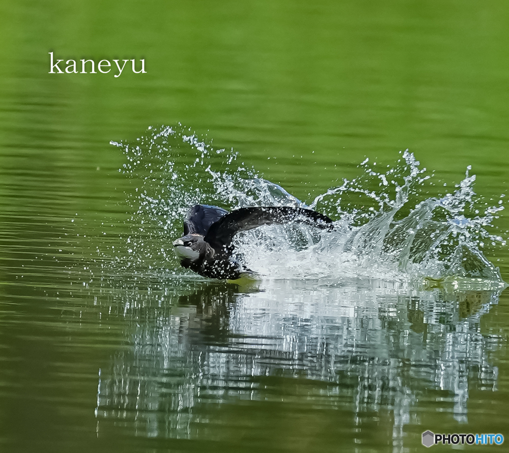 ハリオアマツバメ④