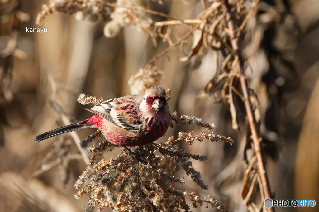 紅色になりました③
