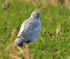 ハイイロチュウヒ