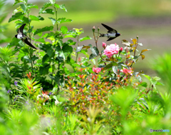 ツバメさんの季節②