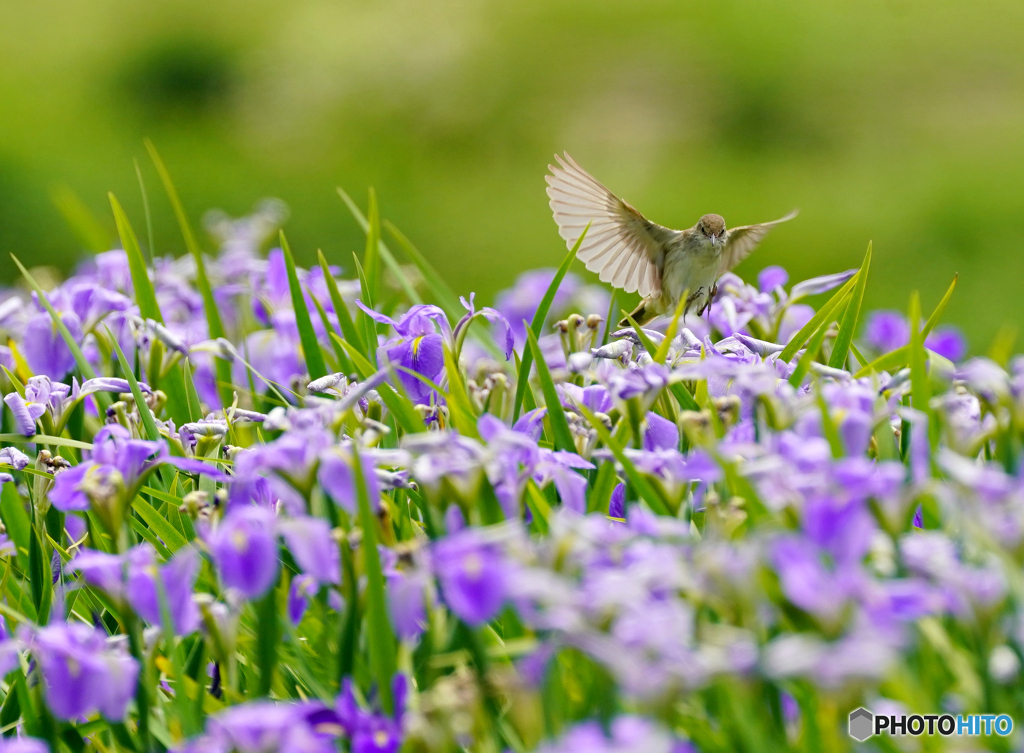 アピール（<*;*>)