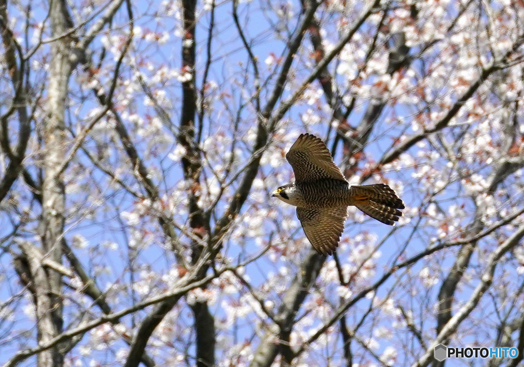 桜とハヤブサ