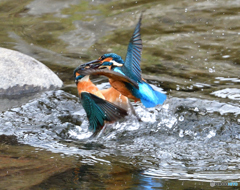 カワセミ親子バトル