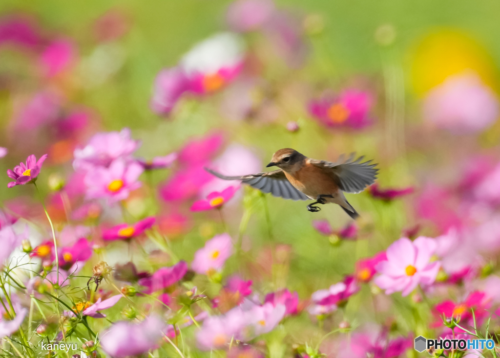 花～～～花に