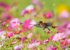 花～～～花に