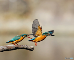 チョットマテヨ