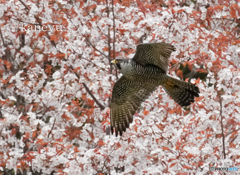 桜ハヤブサ①