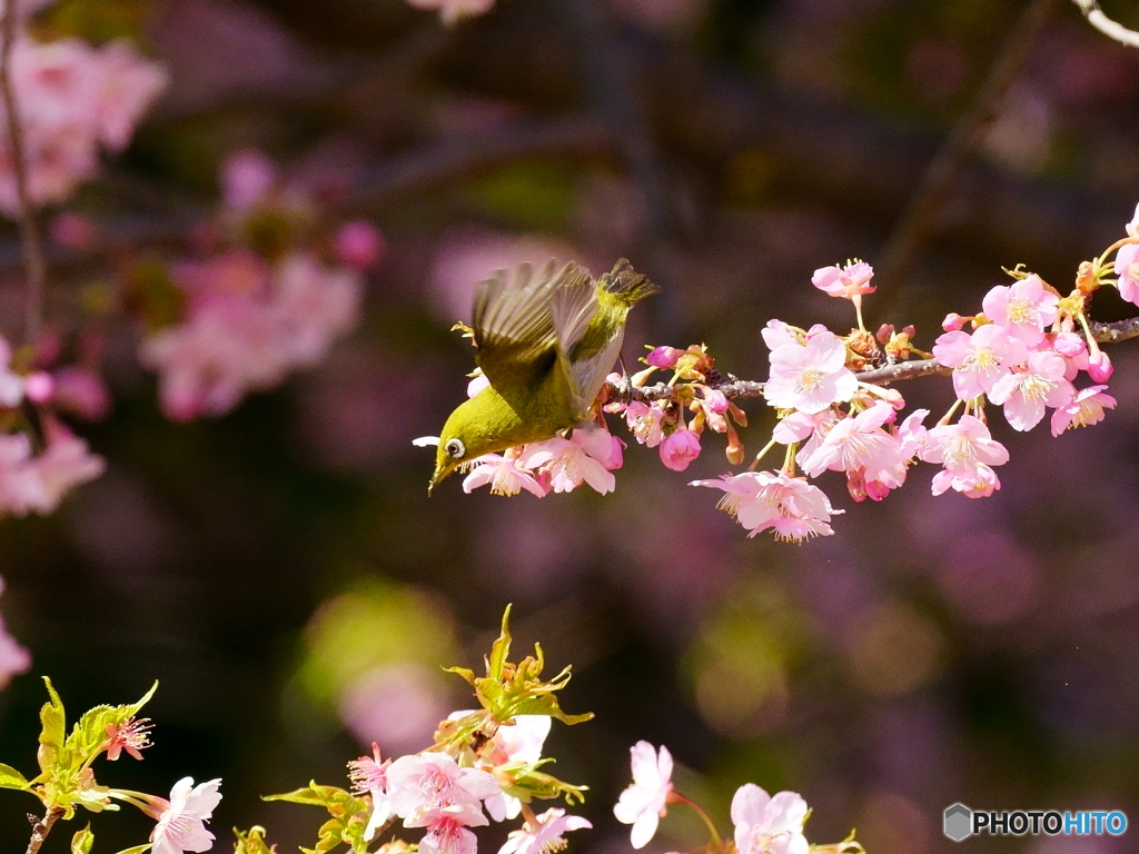 メジロと河津桜