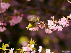 メジロと河津桜