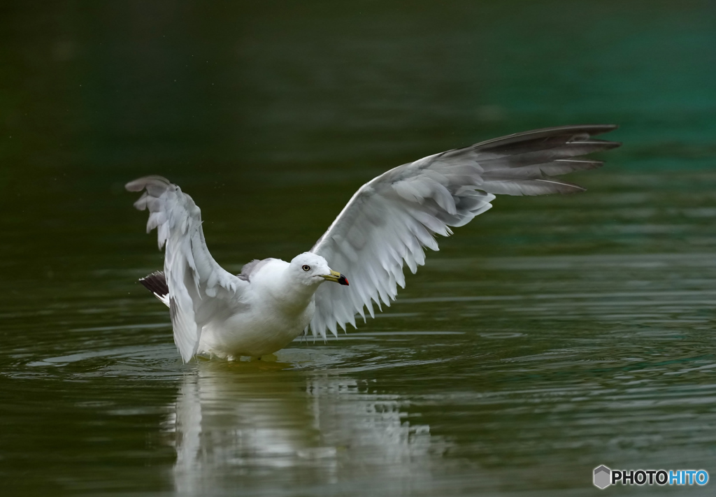 迷い込んだ鳥さん