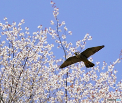 桜と青空とハヤブサ