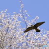 桜と青空とハヤブサ