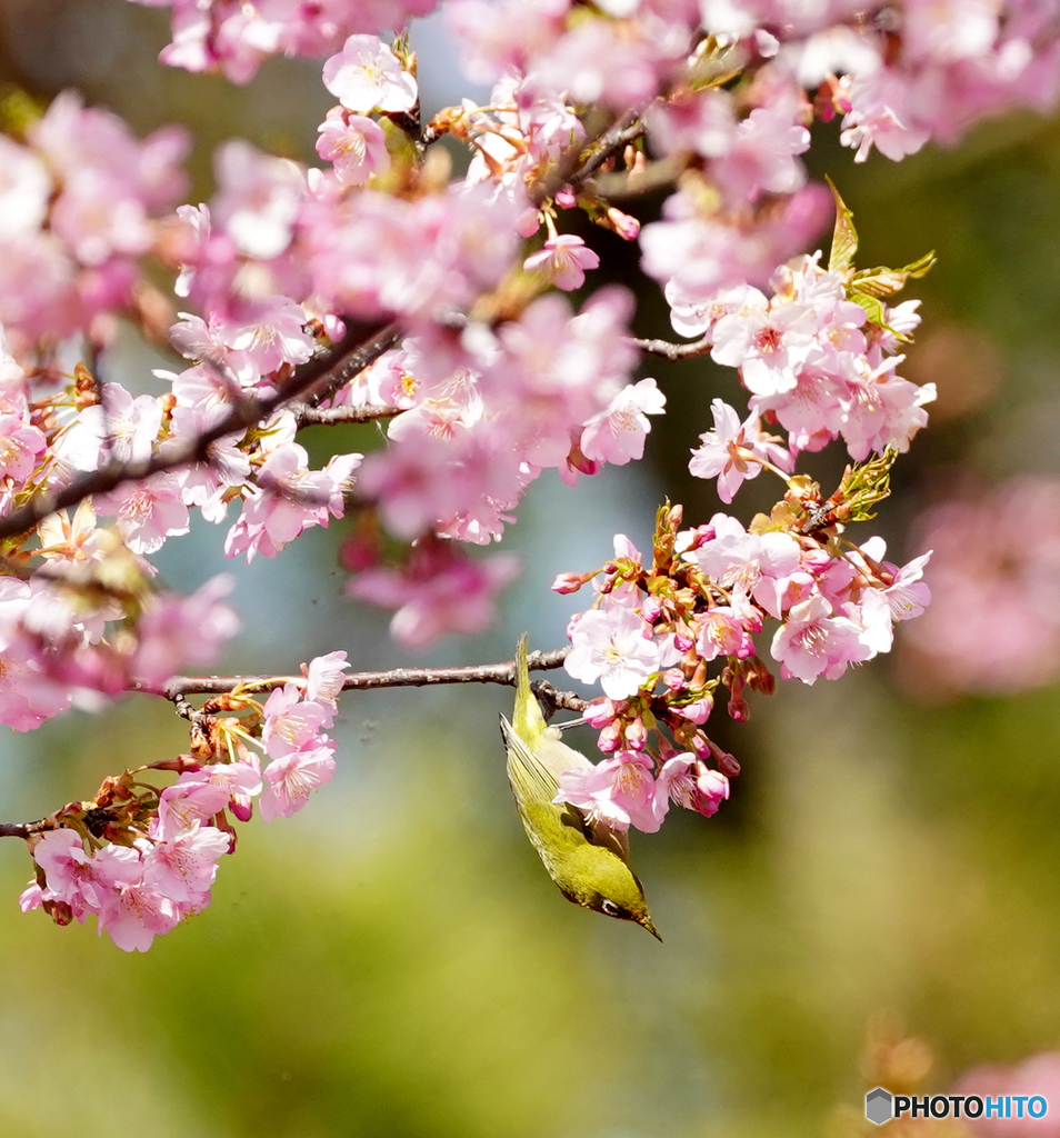 メジロと河津桜