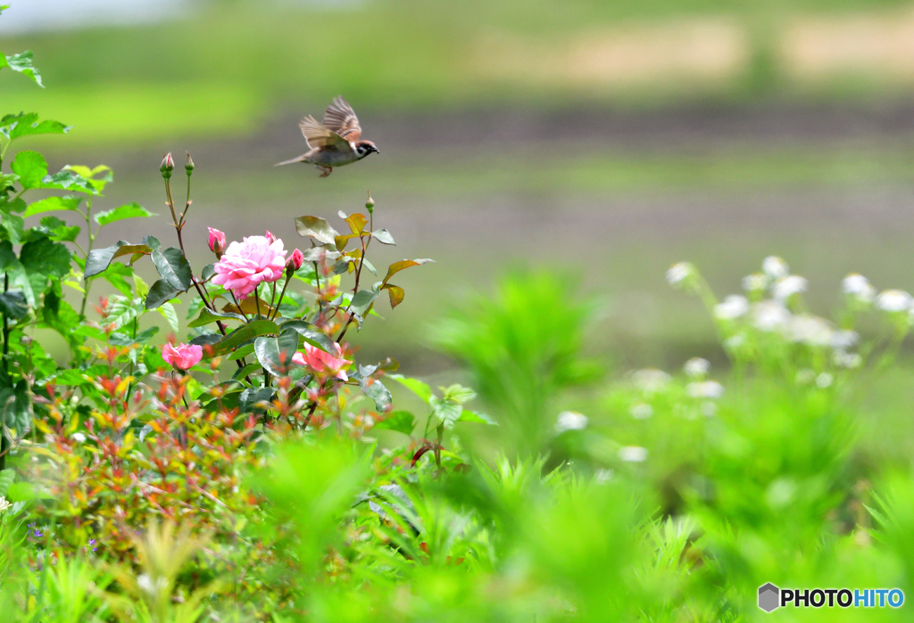 スズメさんも忙しい(^。^）