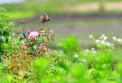 スズメさんも忙しい(^。^)