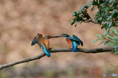 カワセミ
