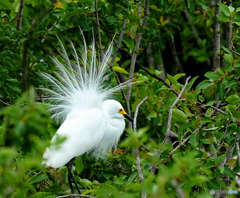 白鷺の飾り羽