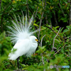 白鷺の飾り羽
