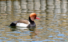 稀な水鳥アカハシハジロ