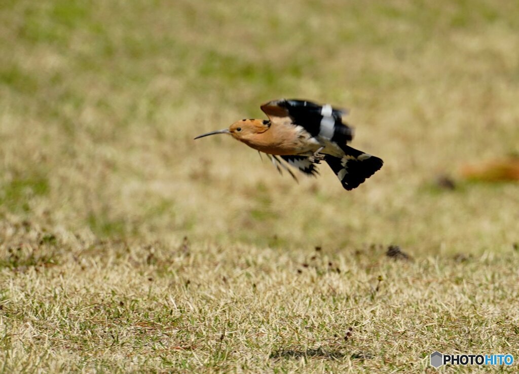 ヤツガシラ飛び出し（2）