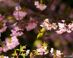 メジロと河津桜