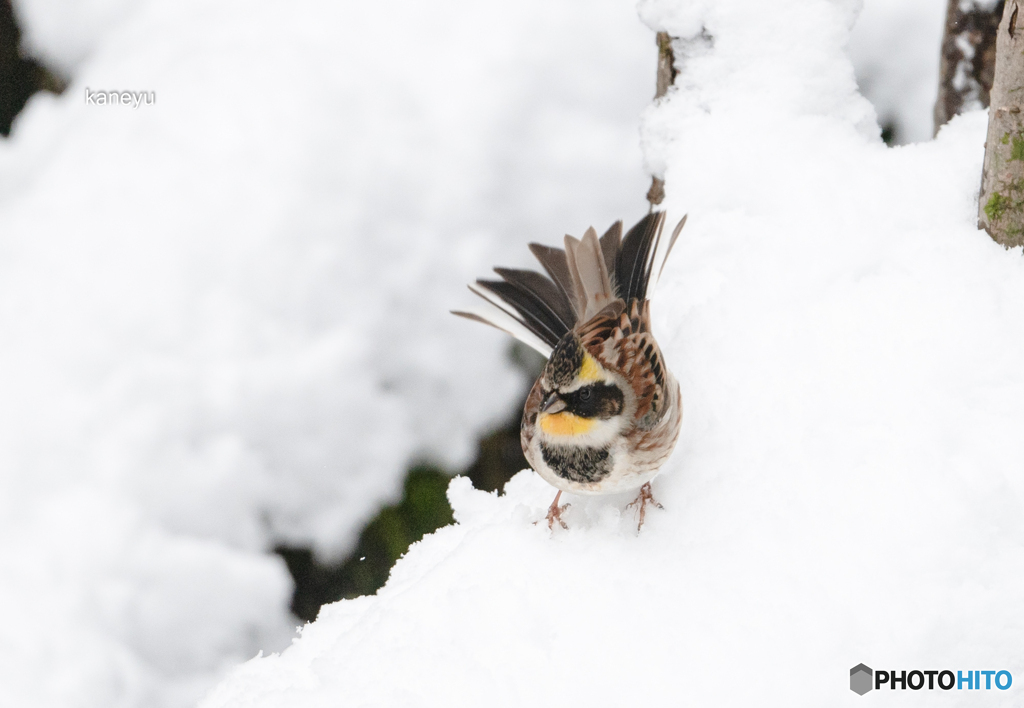 大雪とミヤマホウジロウ③