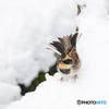 大雪とミヤマホウジロウ③