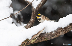 大雪とミヤマホウジロウ④