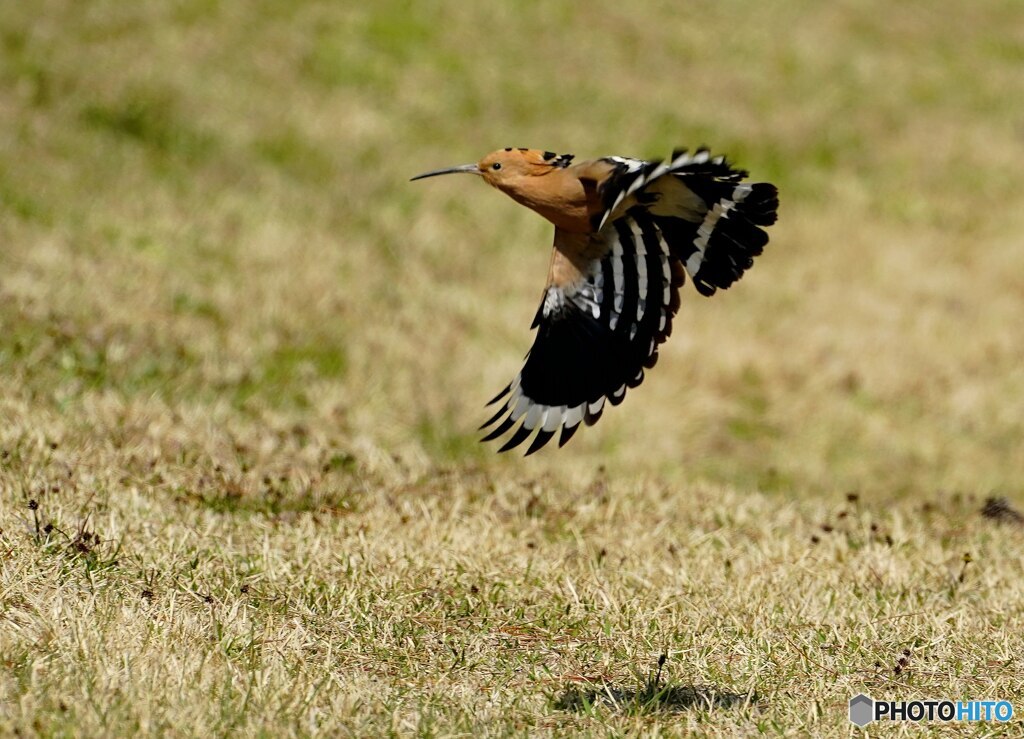 ヤツガシラ飛び出し（3）