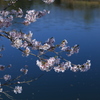 桜！