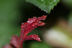 雫〜