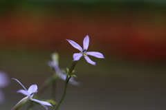 風花！