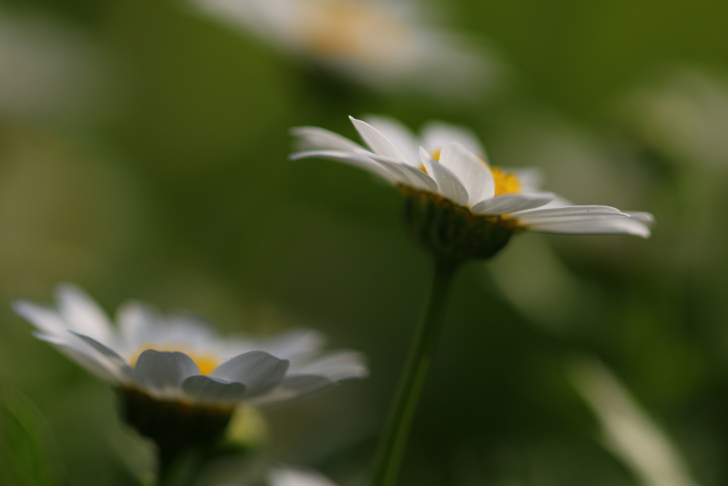花写〜