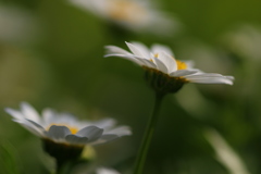花写〜