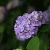 紫陽花〜