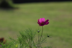 夏風に吹かれて〜♪