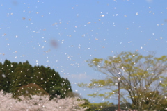 花吹雪