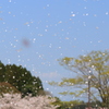 花吹雪