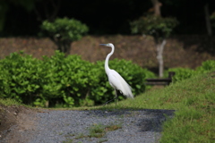 美〜