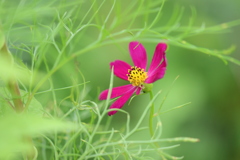 秋恋し