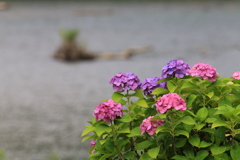 紫陽花〜♪♪