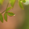 雨上がりの滴！